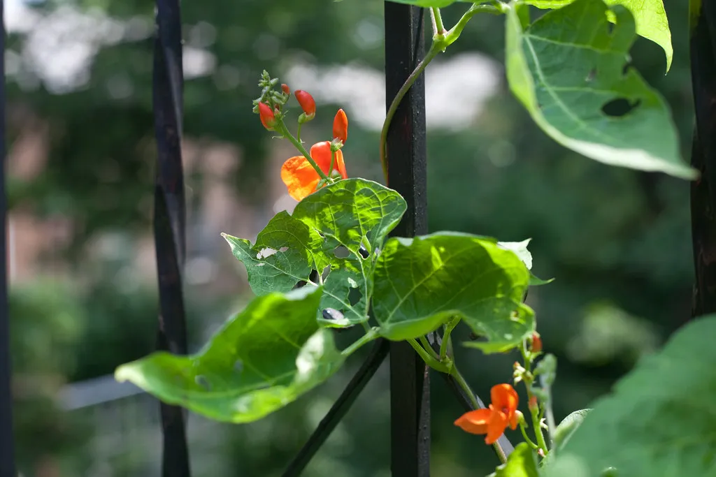 #18 - Scarlet Runner Bean: The Vegetable Garden's Secret Weapon (drazz, Flickr, CC BY-SA 2.0)