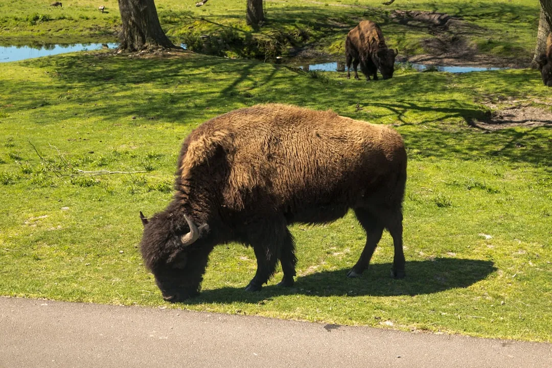 #4 - Custer, South Dakota: Where One Bison Sighting Changes Everything (Image Credits: Unsplash)