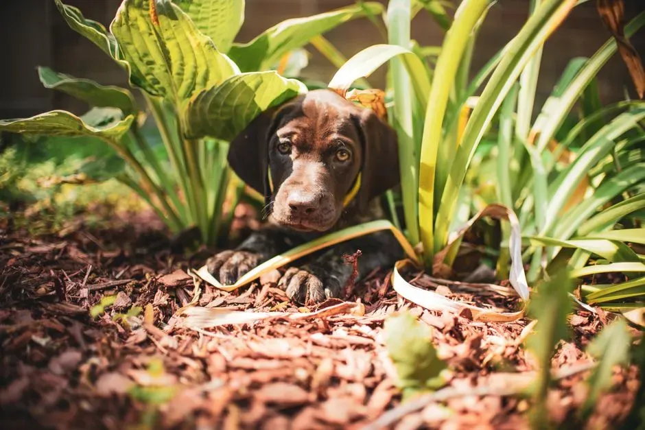 4. Use Pet-Safe Mulch (Image Credits: Pexels)