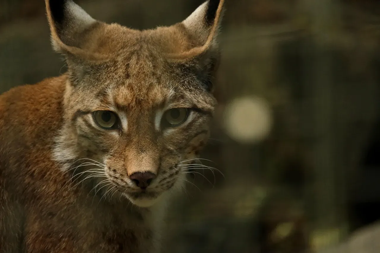 9. Lynx 10. Red Squirrel (Image Credits: Pixabay)