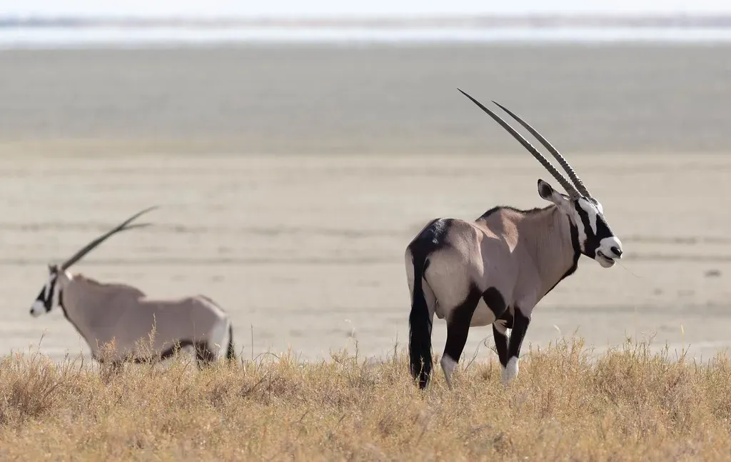 Those Horns Are Not Just For Show (Image Credits: Flickr)