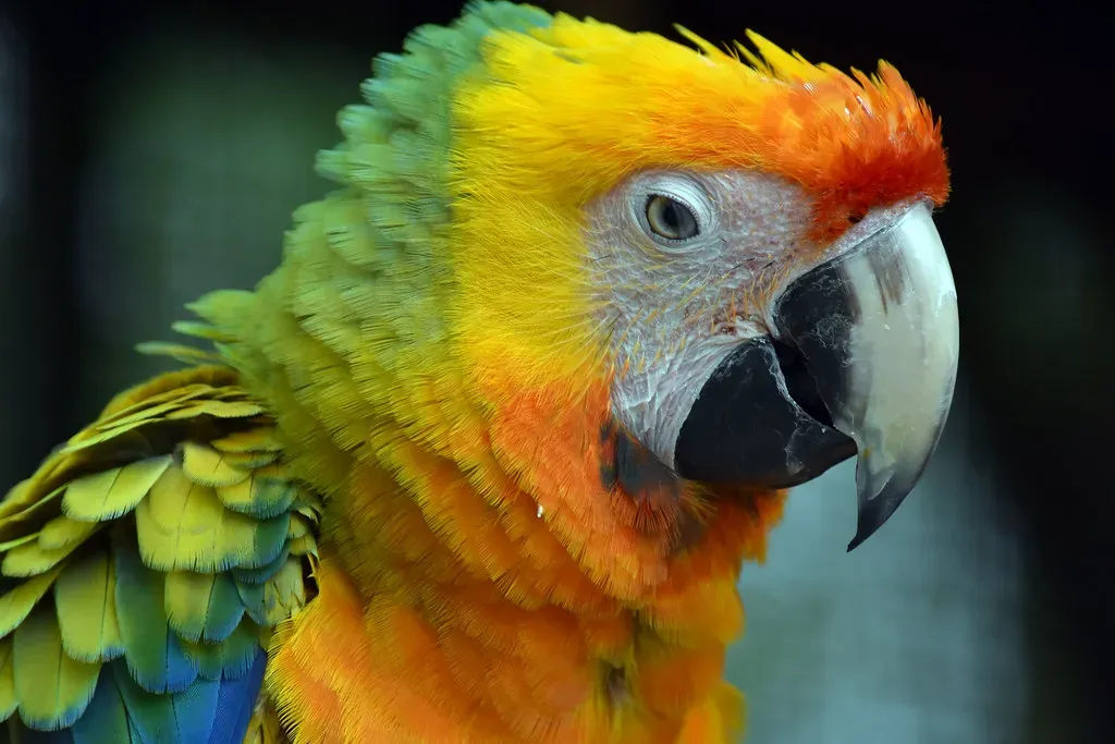 The Macaw: Intelligence, Charisma, and Showmanship (Charles Patrick Ewing, Flickr, CC BY 2.0)