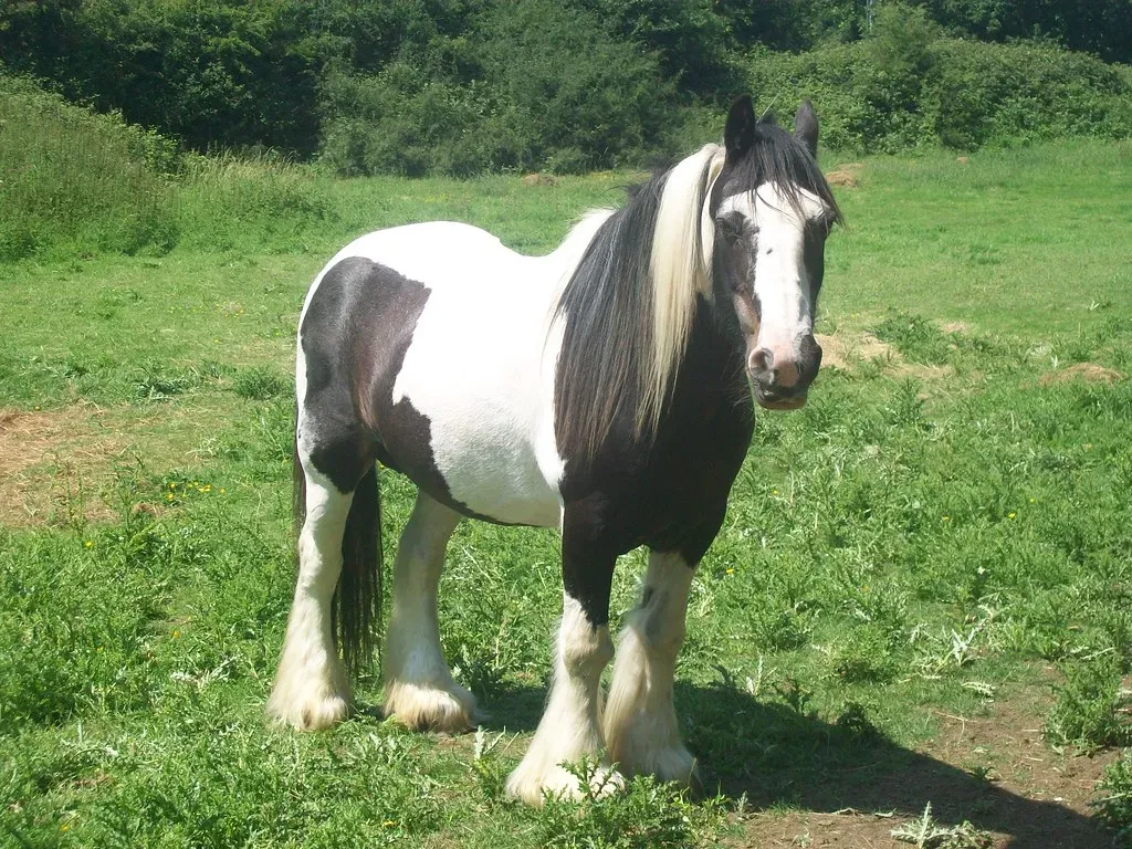 #13 - Gypsy Vanner (Peter O'Connor aka anemoneprojectors, Flickr, CC BY-SA 2.0)