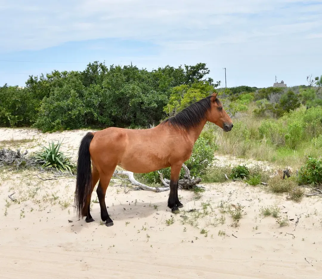 Outer Banks, North Carolina (Image Credits: Unsplash)