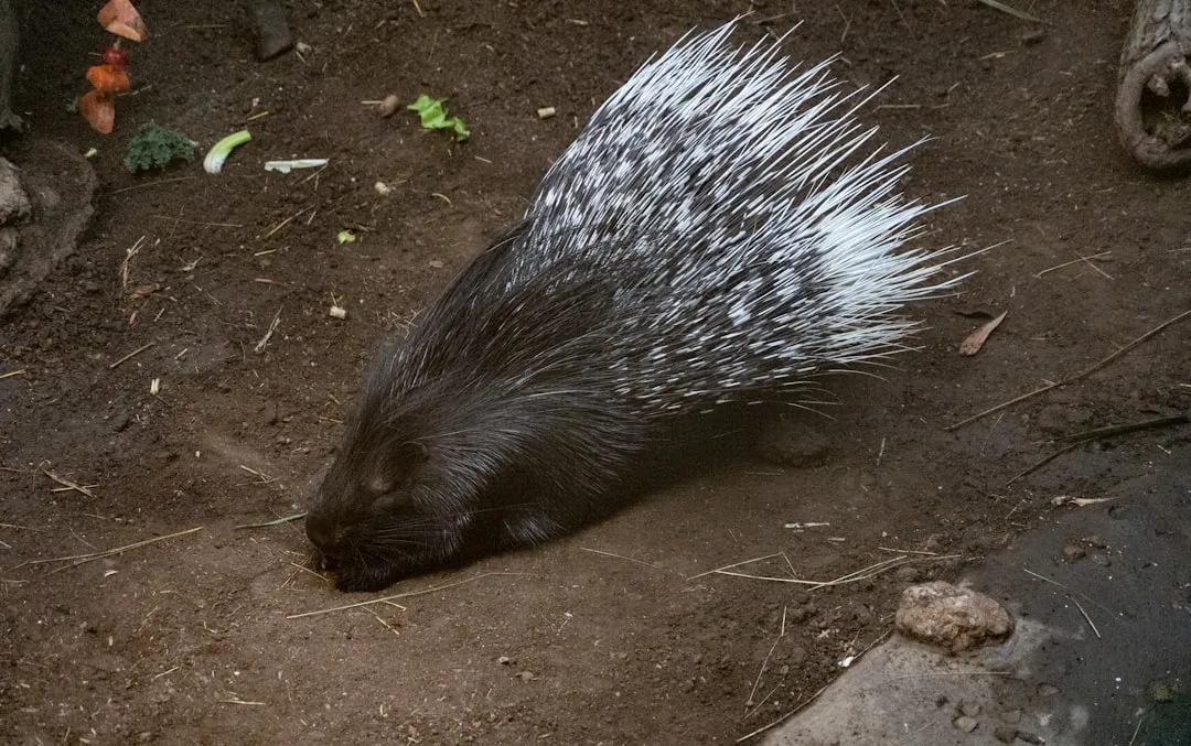 They Use Quills As A First Line Of Negotiation, Not Just Aggression (Image Credits: Unsplash)
