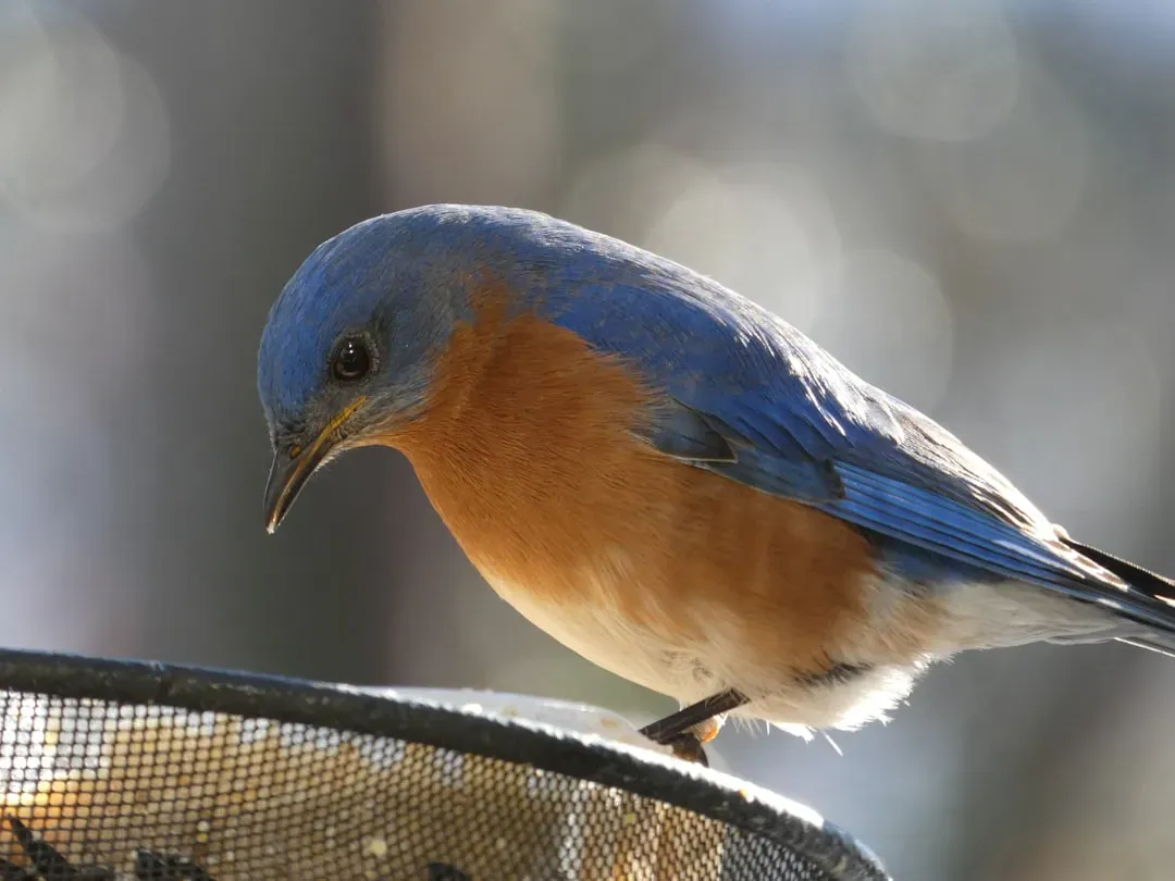 #9 - Offer Live Mealworms on a Flat Platform (Image Credits: Unsplash)