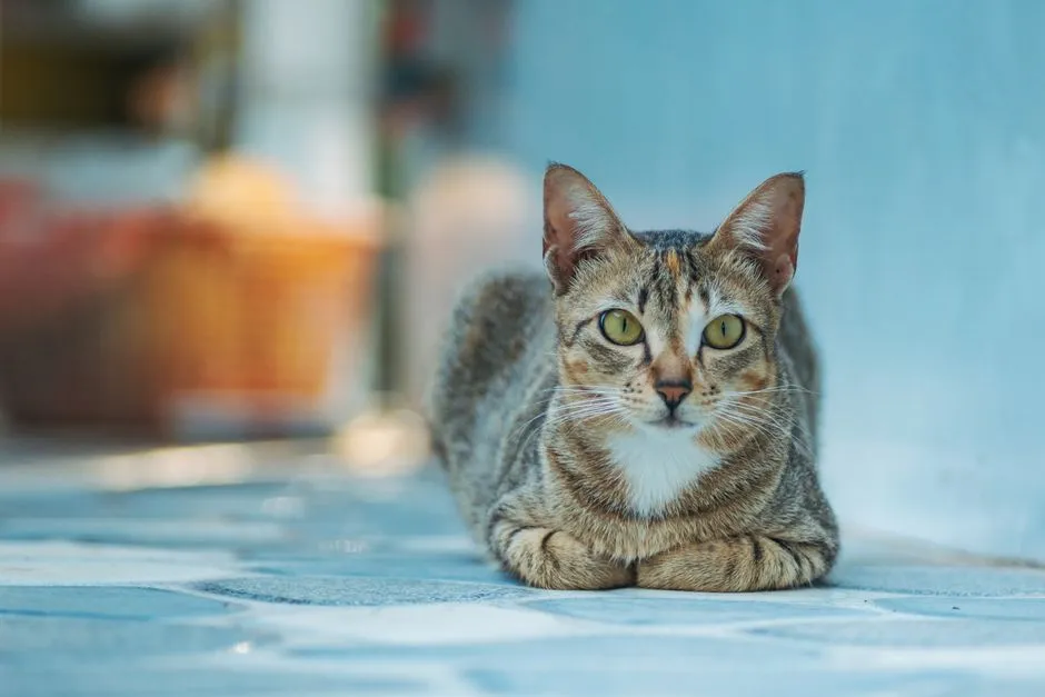 Cornering or Trapping Them (Image Credits: Pexels)