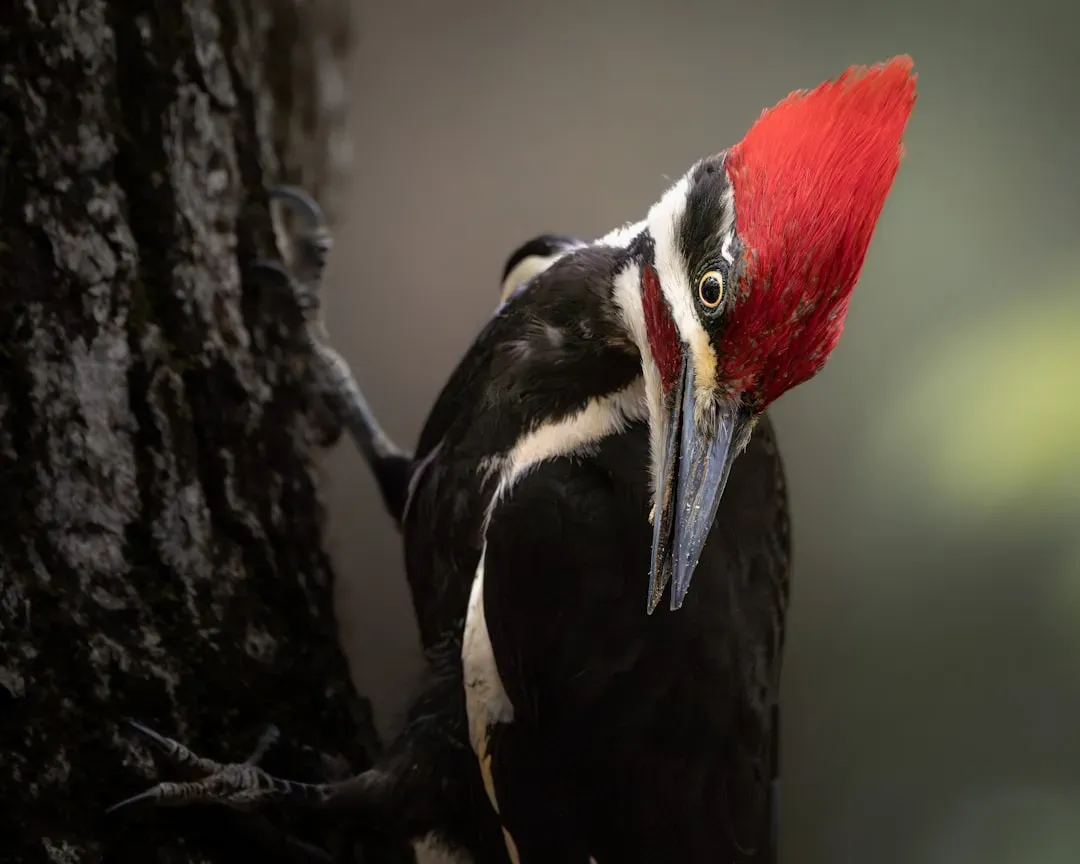 The Woodpecker's Territorial Drum (Image Credits: Unsplash)