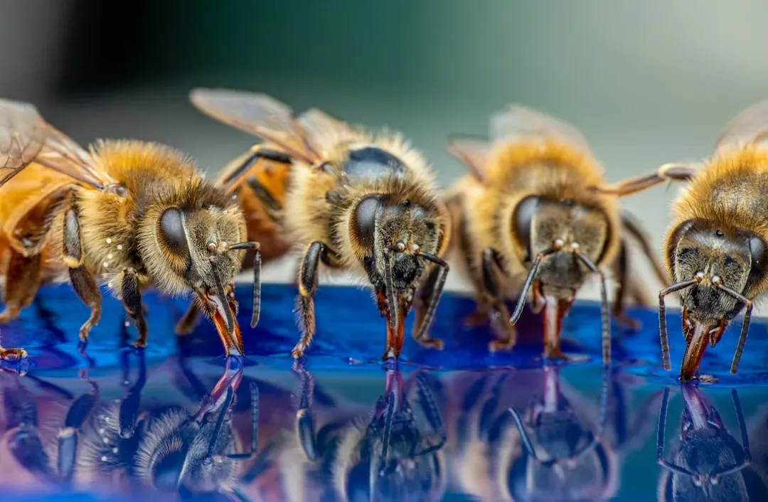 6. Honey Bees Have a Language - and They Have to Learn It (Image Credits: Unsplash)