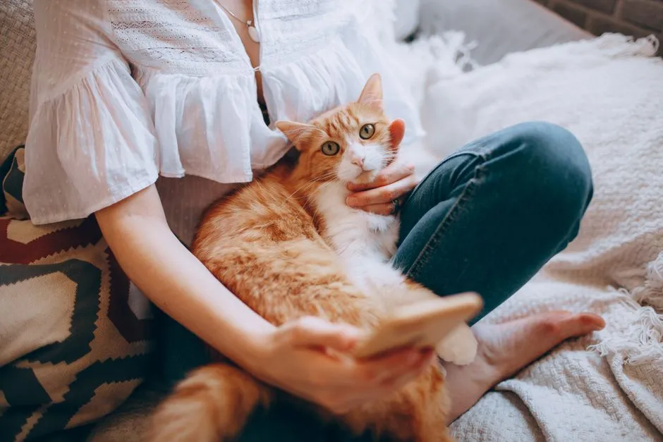 #16 - They Carefully Choose Your Lap Over Easier Spots (Image Credits: Pexels)