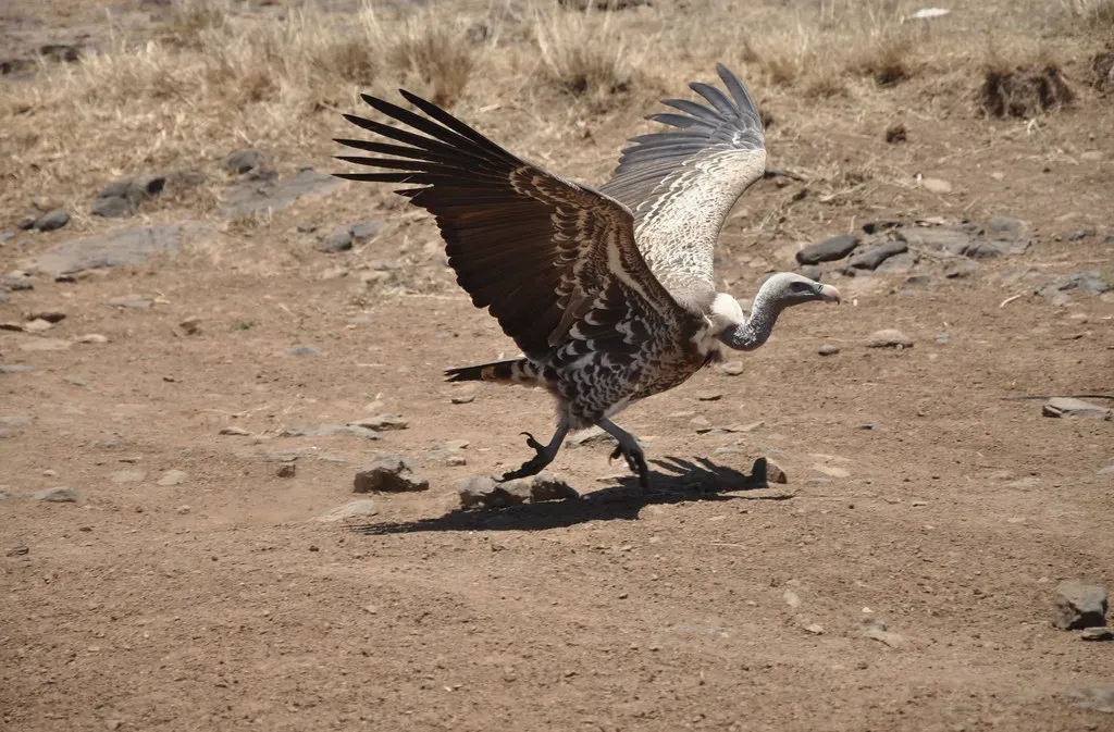 It Holds the Record as the World's Highest Flying Bird (Image Credits: Flickr)