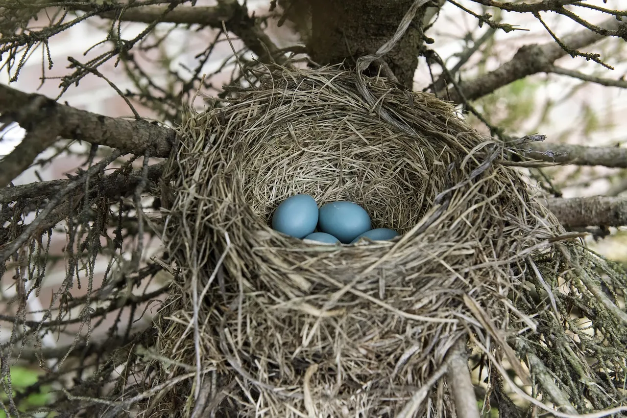 What to Do If You Find a Robin's Egg (Image Credits: Pixabay)