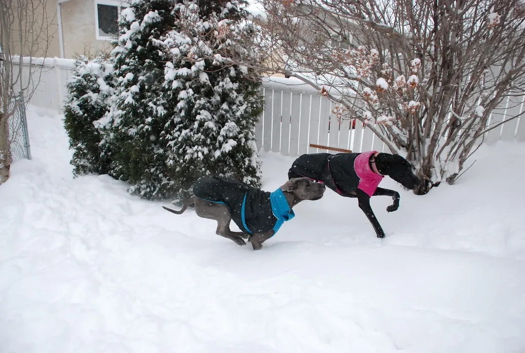 #4 - You Talk to Your Dog Like a Full-Grown Teenager, Not a Pet (Magic Glasses, Flickr, CC BY-SA 2.0)