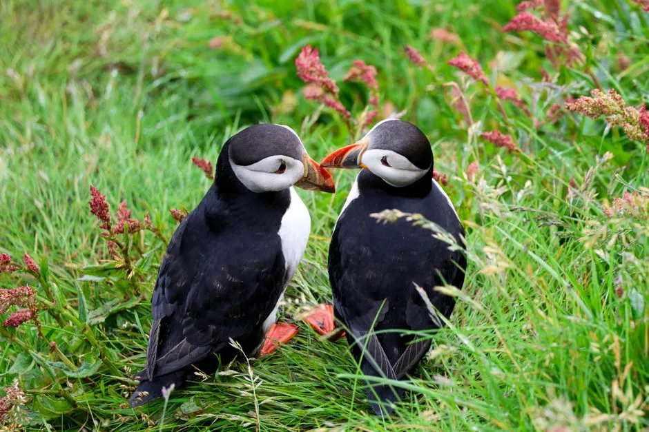 10. Puffins Face Conservation Challenges (Image Credits: Pexels)