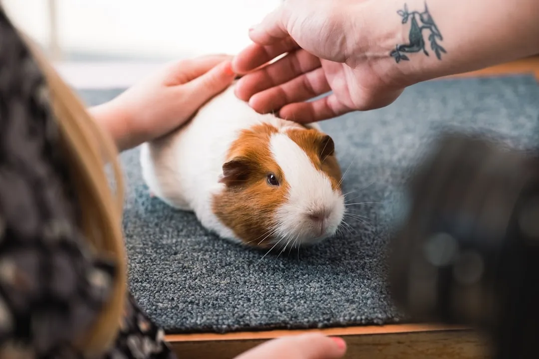 8. Bonding Rituals: Lap Time, Treat Time, And Play Time (Image Credits: Unsplash)