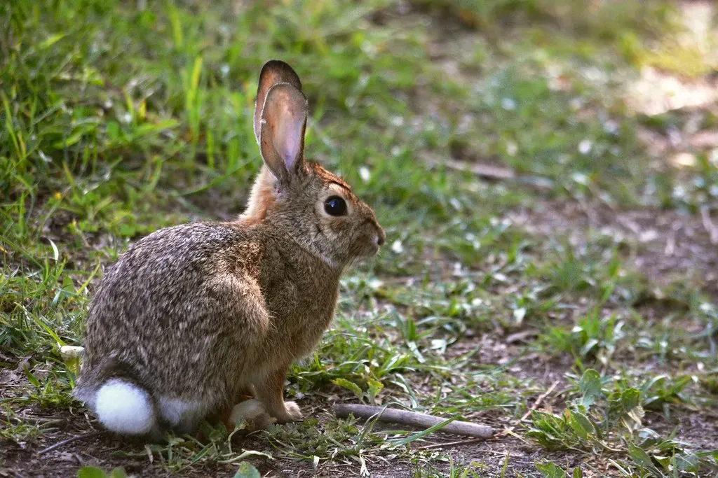 Eastern Cottontail Rabbits (sonstroem, Flickr, CC BY 2.0)