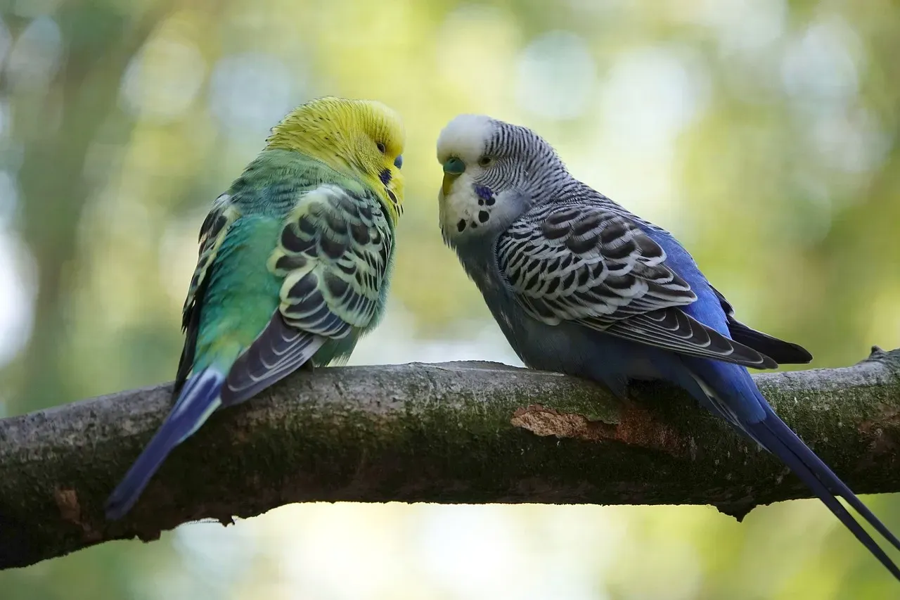 The Social and Evolutionary Purpose (Image Credits: Pixabay)