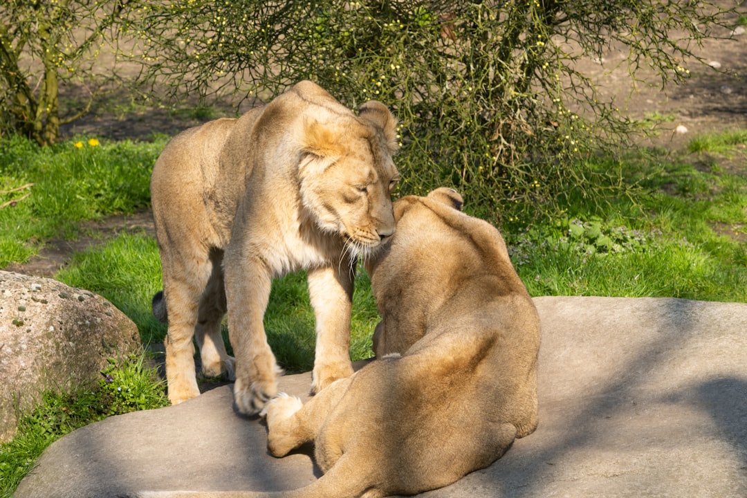 Modern Human-Lion Interactions and Memory (Image Credits: Unsplash)
