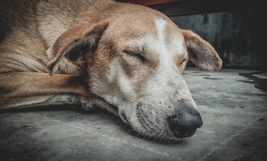 The Science of Dog Sleep: More Like Us Than You Think (Image Credits: Unsplash)