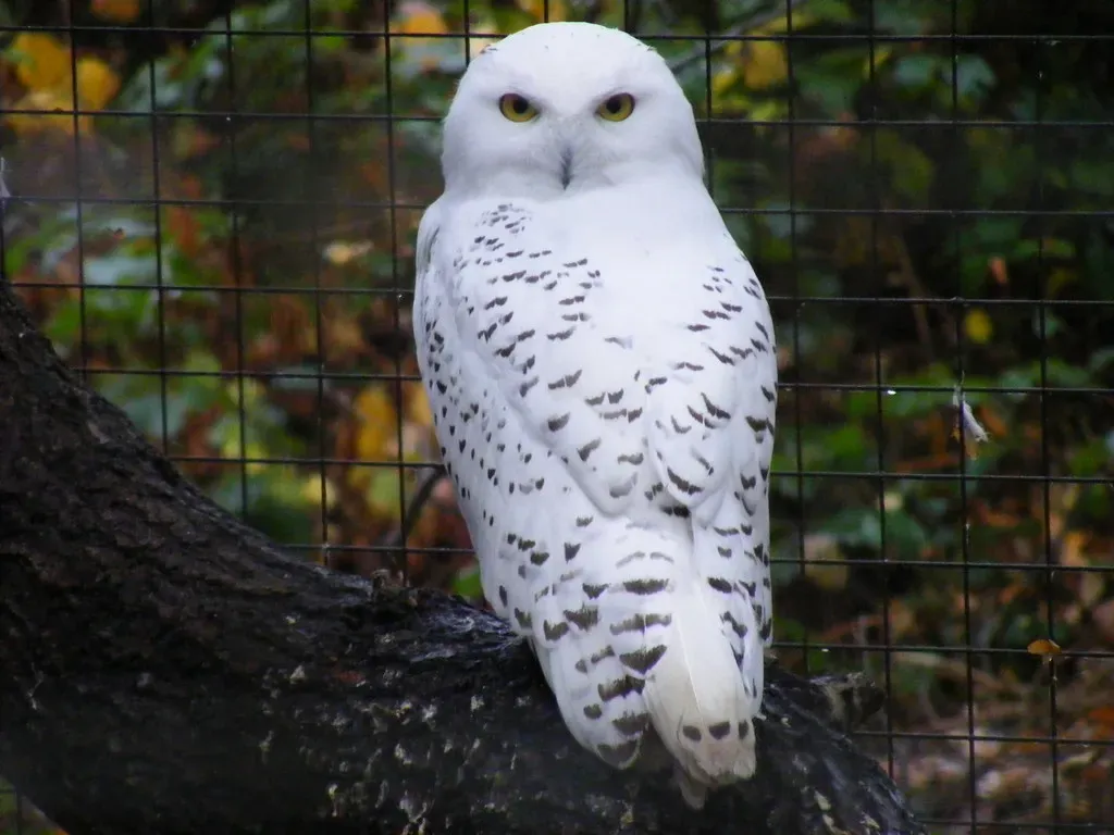 Female Owls Are Larger Than the Males (Marie Hale, Flickr, CC BY 2.0)