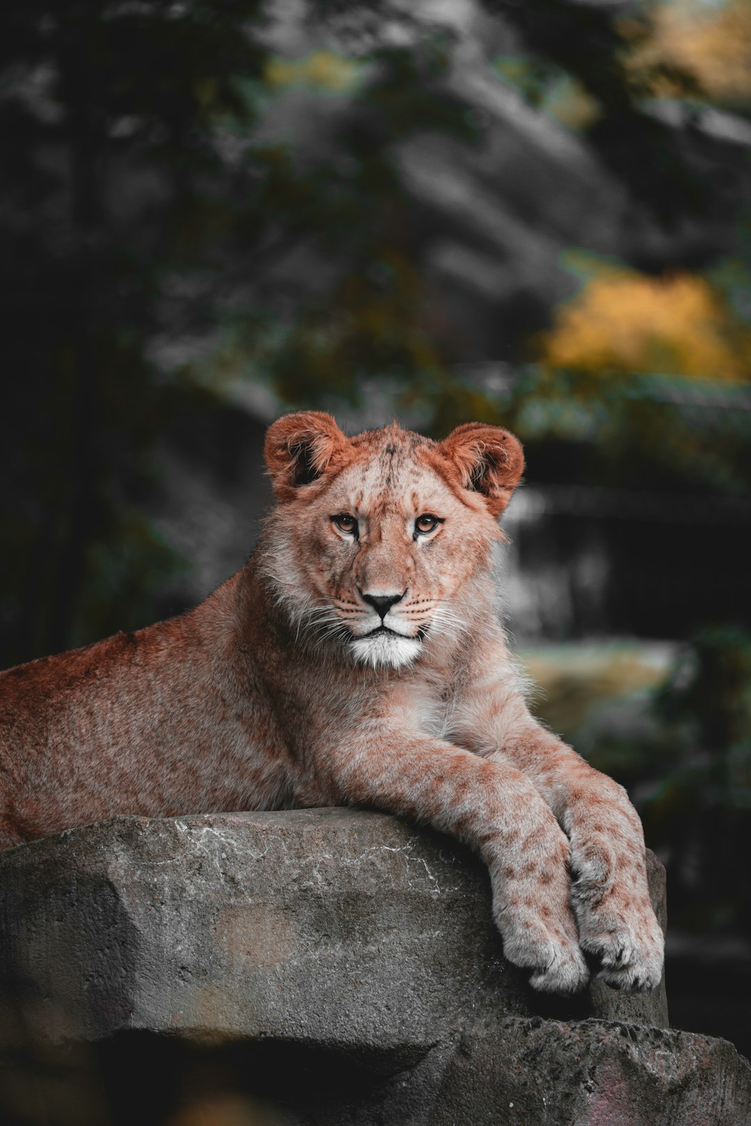 Scientific Evidence of Lion Memory Capabilities (Image Credits: Unsplash)