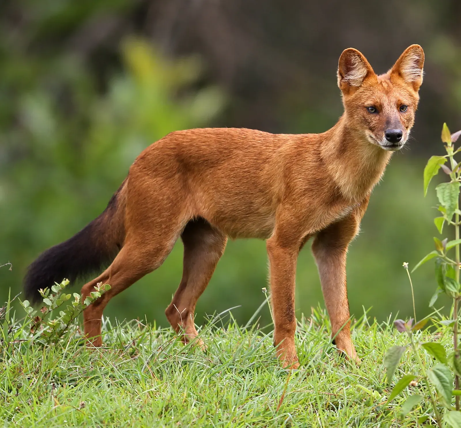 Dhole Whistling Canines (Image Credits: Wikimedia)