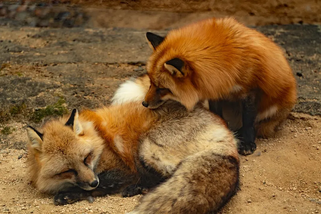 Tinni the Dog and Sniffer the Wild Fox (Image Credits: Unsplash)