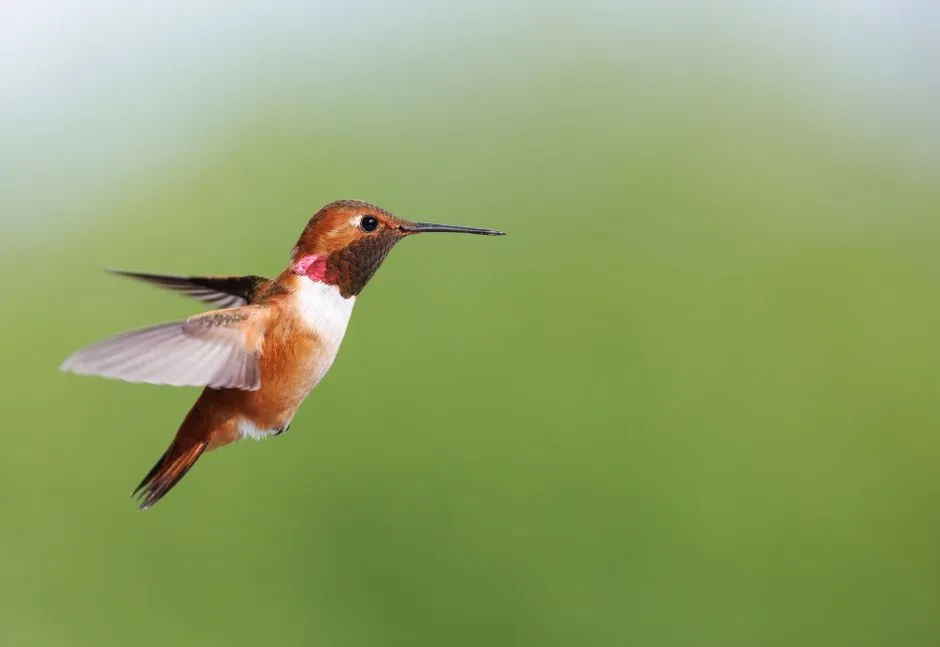 #11 - They Abandon Their Favorite Perch for Good (Image Credits: Pexels)
