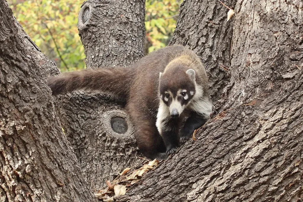 Coatimundi (By Terry stone, CC BY-SA 4.0)