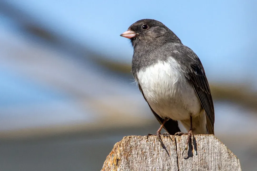 Dark-eyed Junco (Image Credits: Unsplash)