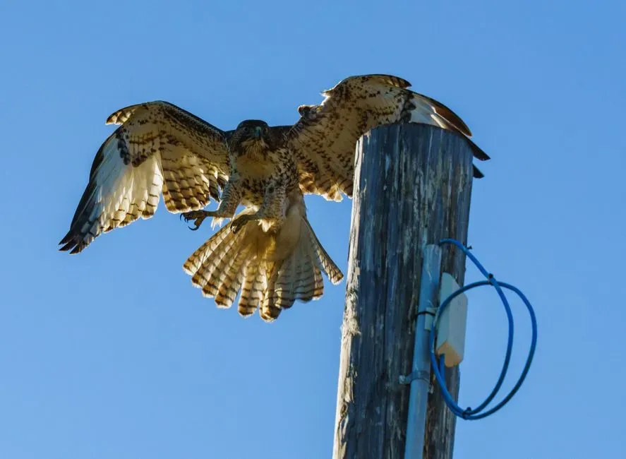 Insights from Modern Ornithology (Image Credits: Pexels)