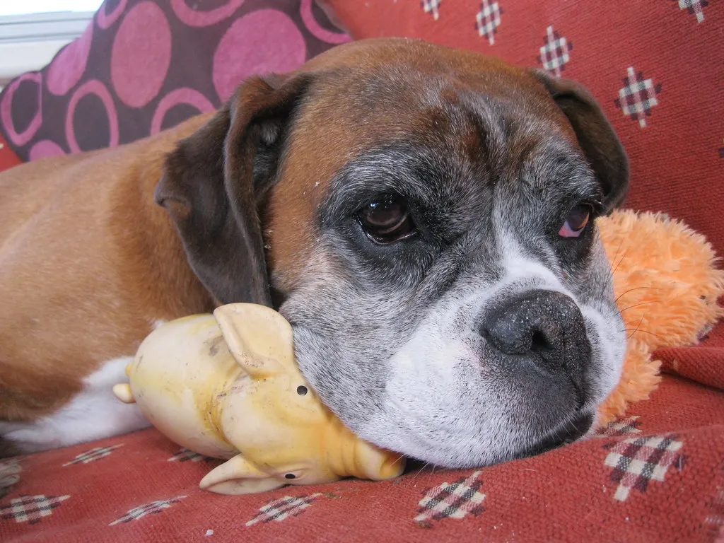 #2 &ndash; Boxer: The Clownish Athlete Aging Out of the Family Market (Andrew Bone (Weymouth), Flickr, CC BY 2.0)