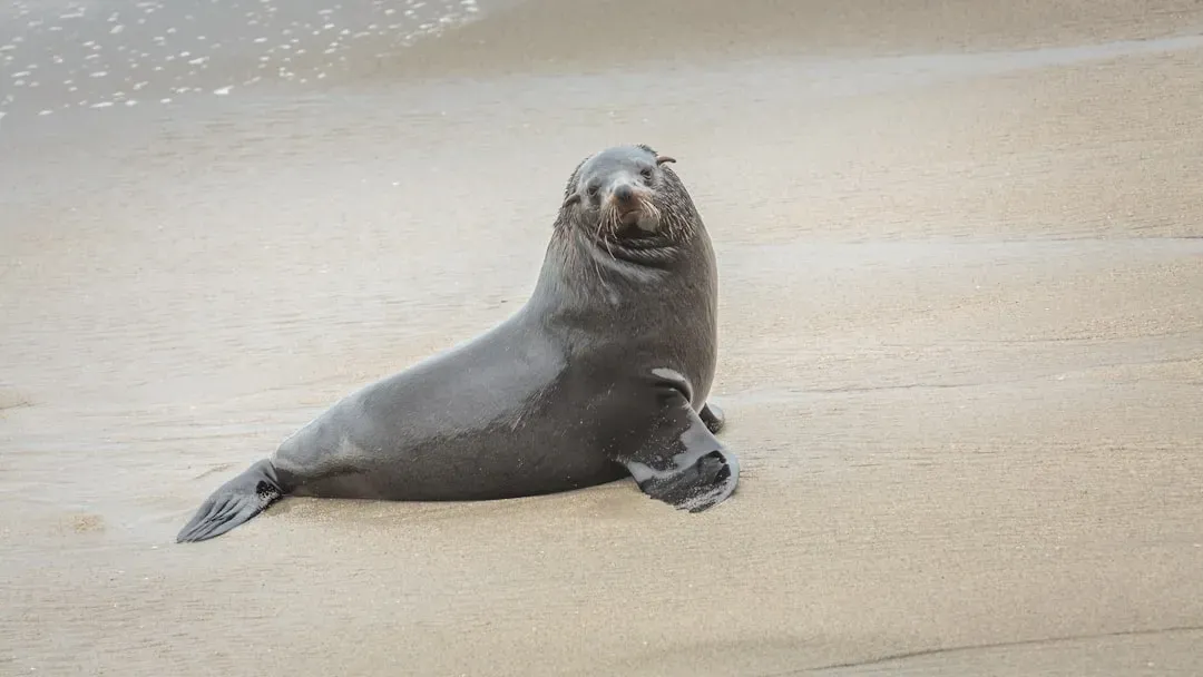 6. Hawaiian Monk Seal - The Last of Its Kind (Image Credits: Unsplash)