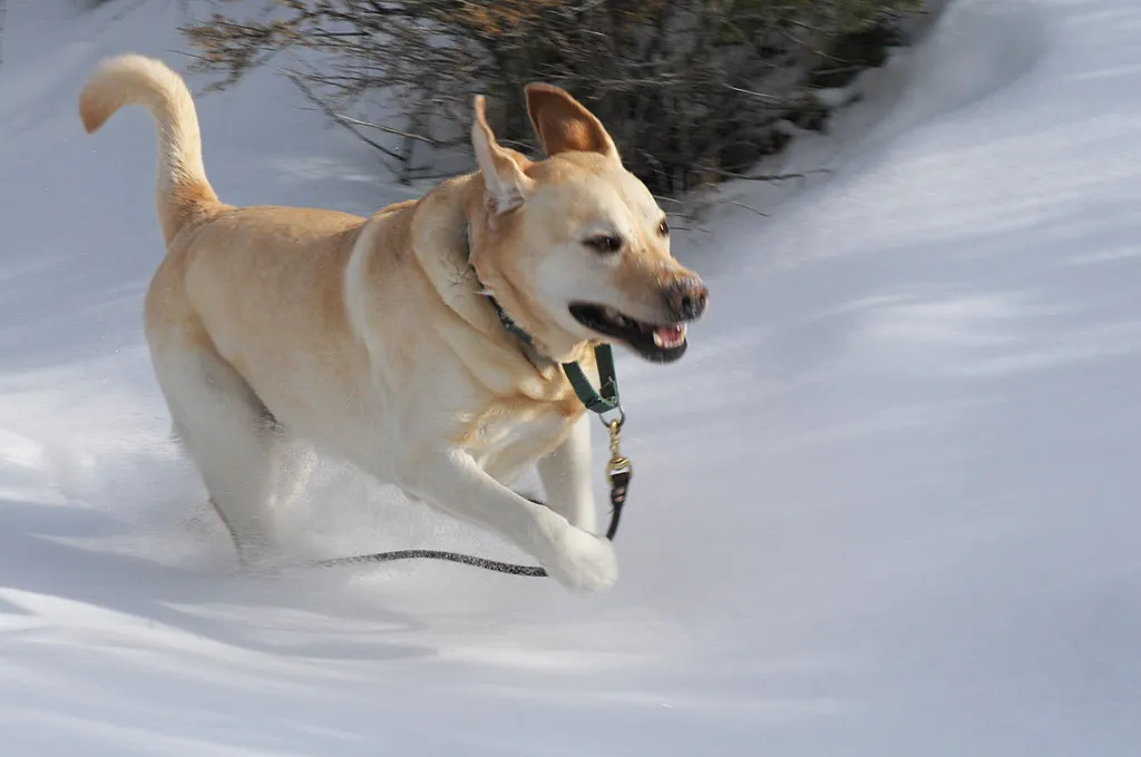 #11 - If Your Dog Is a Fence-Jumper or Gate-Tester (theilr, Flickr, CC BY-SA 2.0)