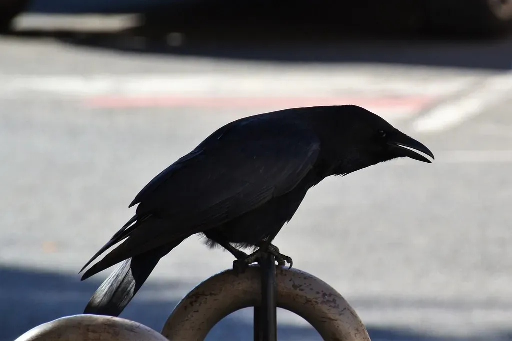 #4 - Ravens (Jeanne Menjoulet, Flickr, CC BY 2.0)