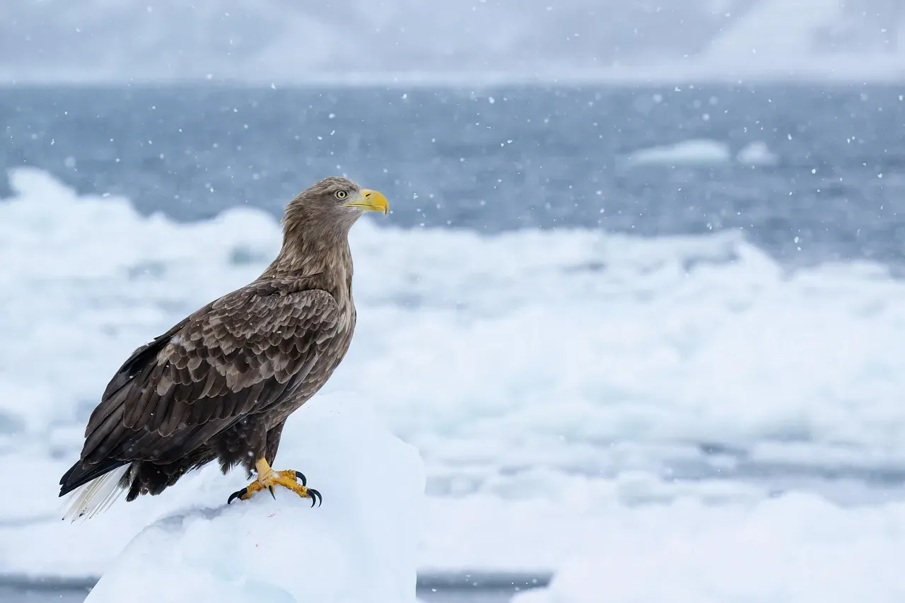8. Hokkaido, Japan: Eagles on the Ice (Image Credits: Pixabay)