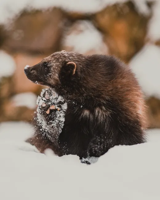 Scarcity, snow, and the pressure to keep moving (Image Credits: Pexels)