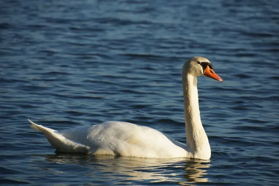 Libra (September 23 &ndash; October 22): The Swan (Image Credits: Pexels)