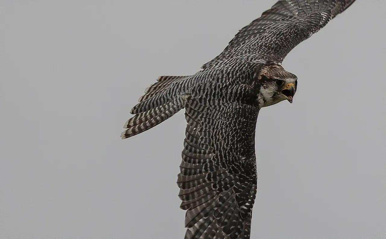 Sagittarius: The Peregrine Falcon (Image Credits: Pixabay)