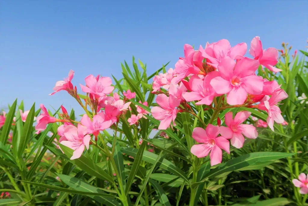 Oleander: The Evergreen Shrub That Demands Respect (Image Credits: Rawpixel)
