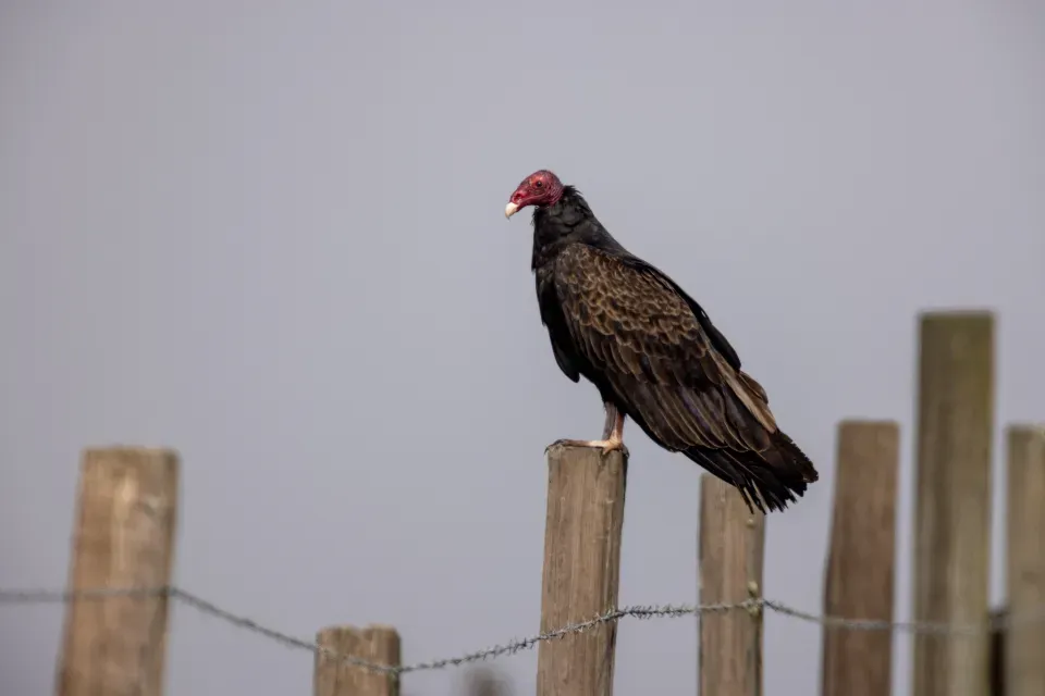 The Unlikely Custodians of a Healthy World (Image Credits: Stocksnap)