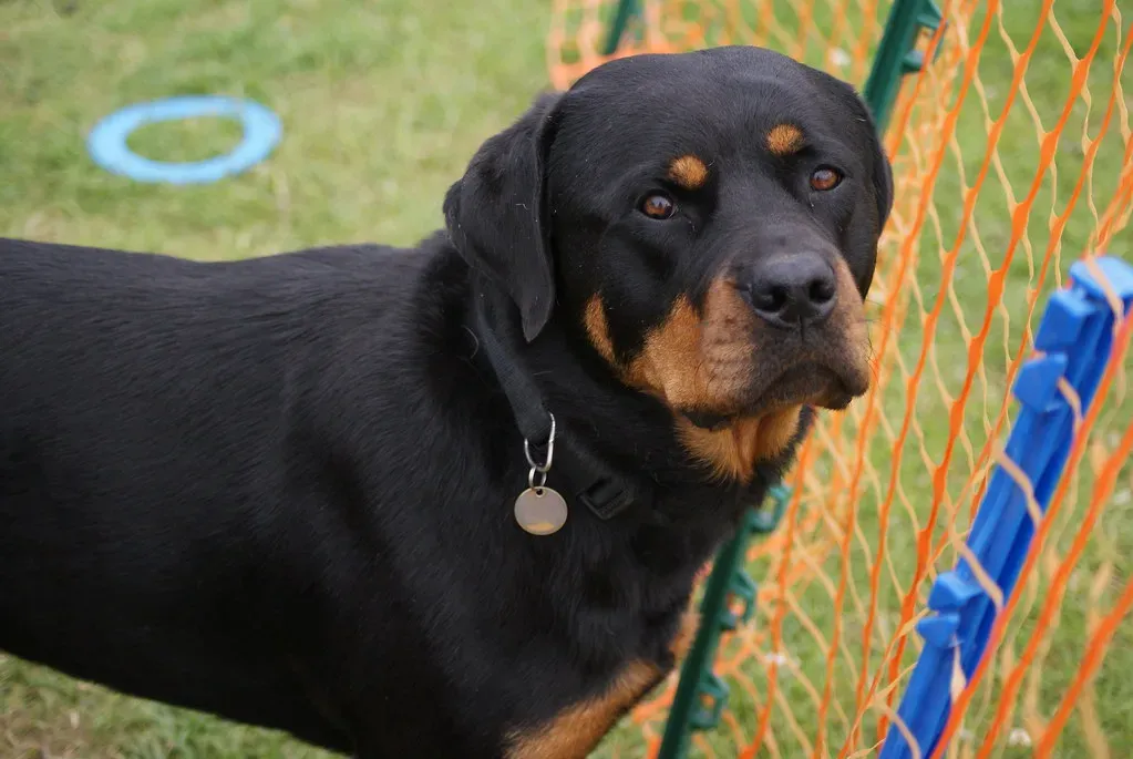 #4. Rottweiler (mister b 1138, Flickr, CC BY 2.0)