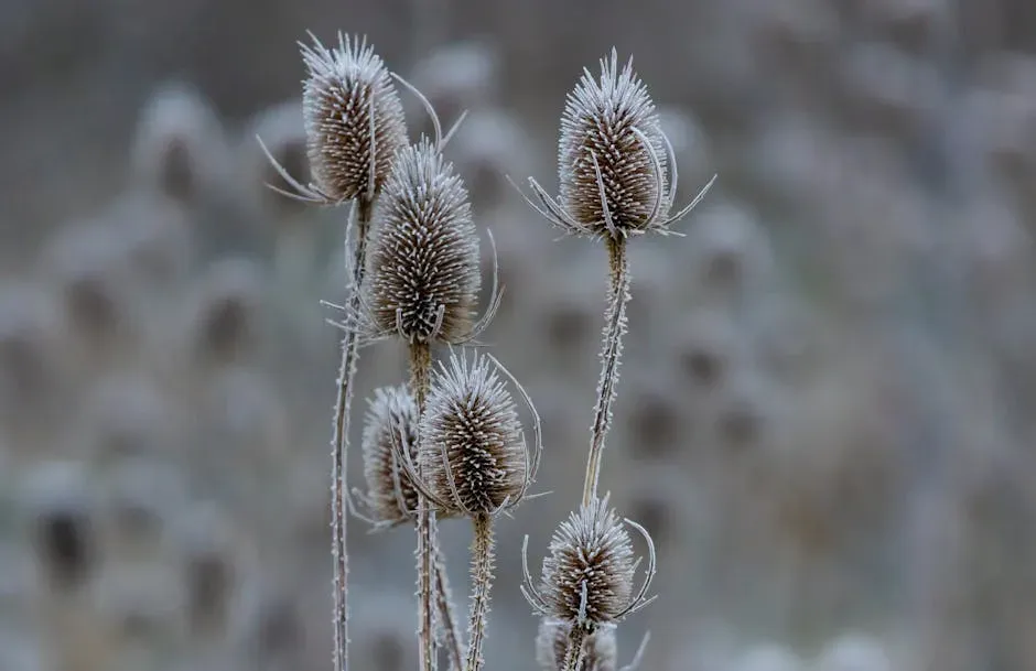Leave Seed Heads and Winter Stems Standing (Image Credits: Pexels)