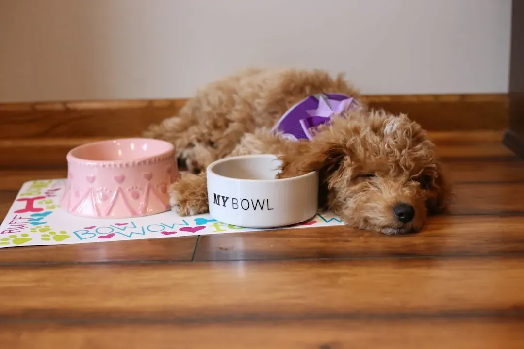 7. Goldendoodle: The Designer Dog That Earned Its Place (Image Credits: Unsplash)