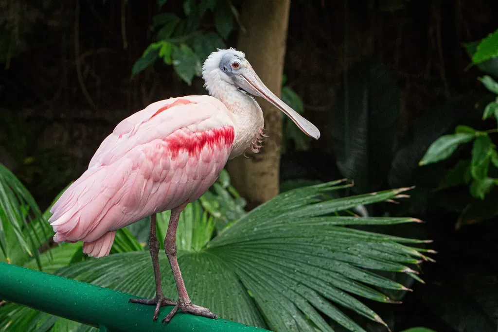 #7 Libra (September 23 – October 22): The Roseate Spoonbill (Image Credits: Rawpixel)