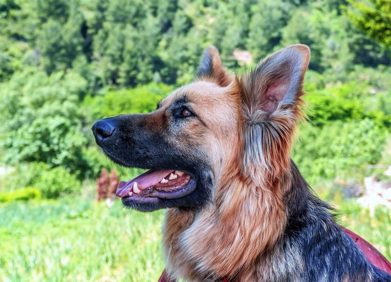#8 - Choosing a Puppy Over an Adult Dog for the Wrong Reasons (Image Credits: Pixabay)