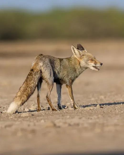 Scorpio (October 23 &ndash; November 21): The Tibetan Sand Fox (Image Credits: Pexels)