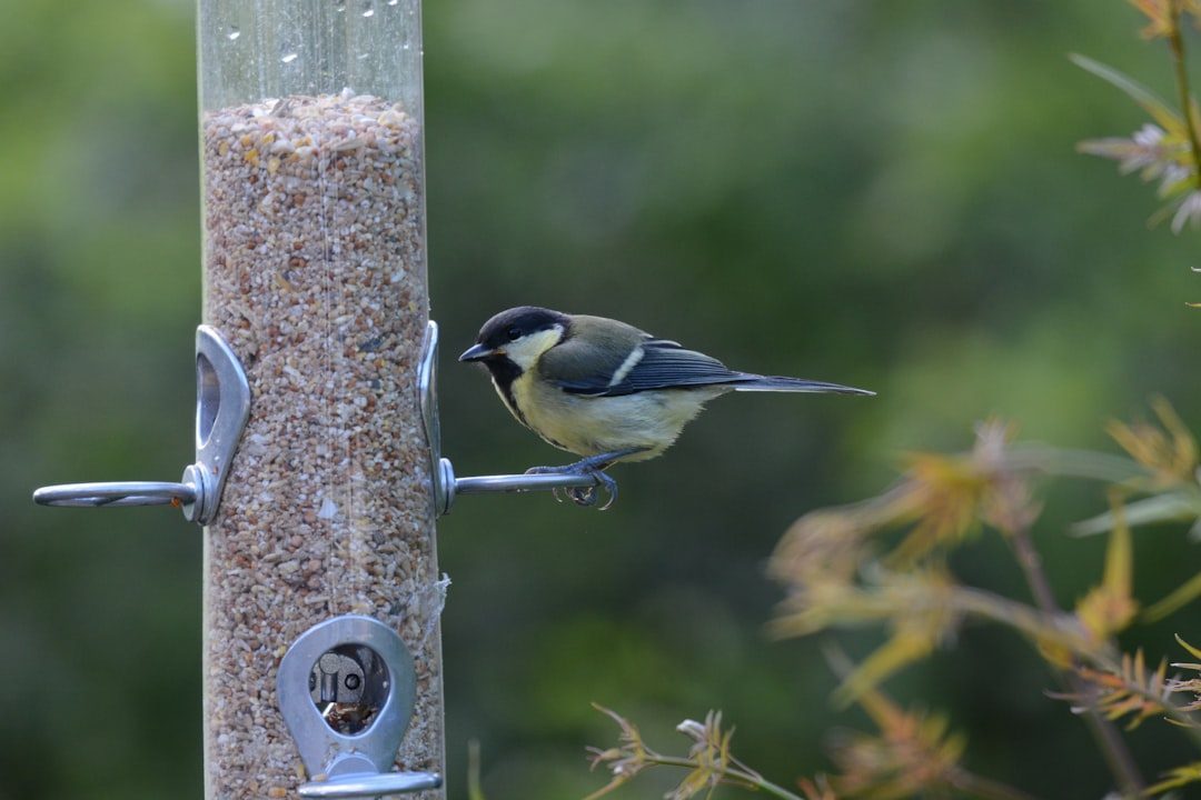 Install Quality Bird Feeders with Premium Seeds (Image Credits: Unsplash)