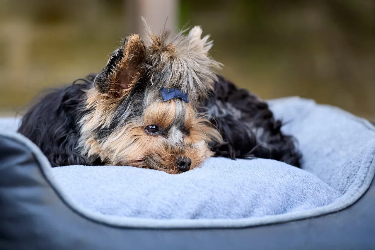 7. Simple Preference: Your Dog Just Likes the New Spot Better (Image Credits: Pixabay)