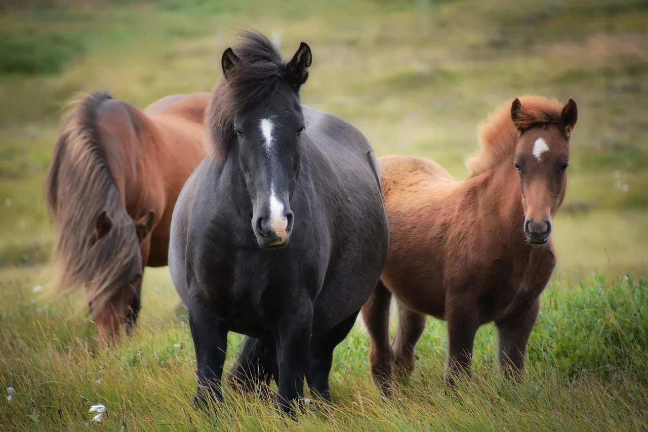 #19 - Icelandic Horses Battle an Allergy That Followed Them Overseas (Image Credits: Pixabay)